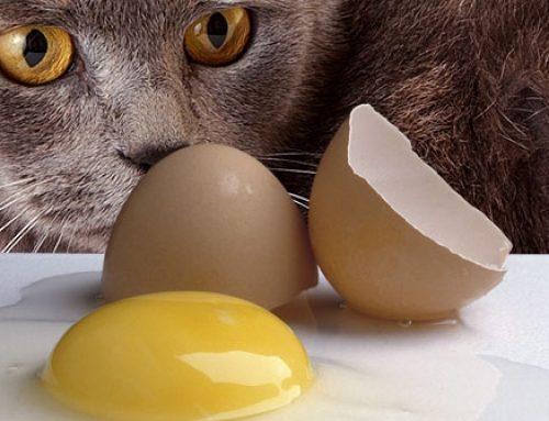 Είναι τα ωμά αβγά ασφαλή για τη γάτα?